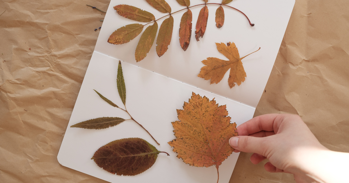 Studying Plants In Waldorf Style Learning: How To