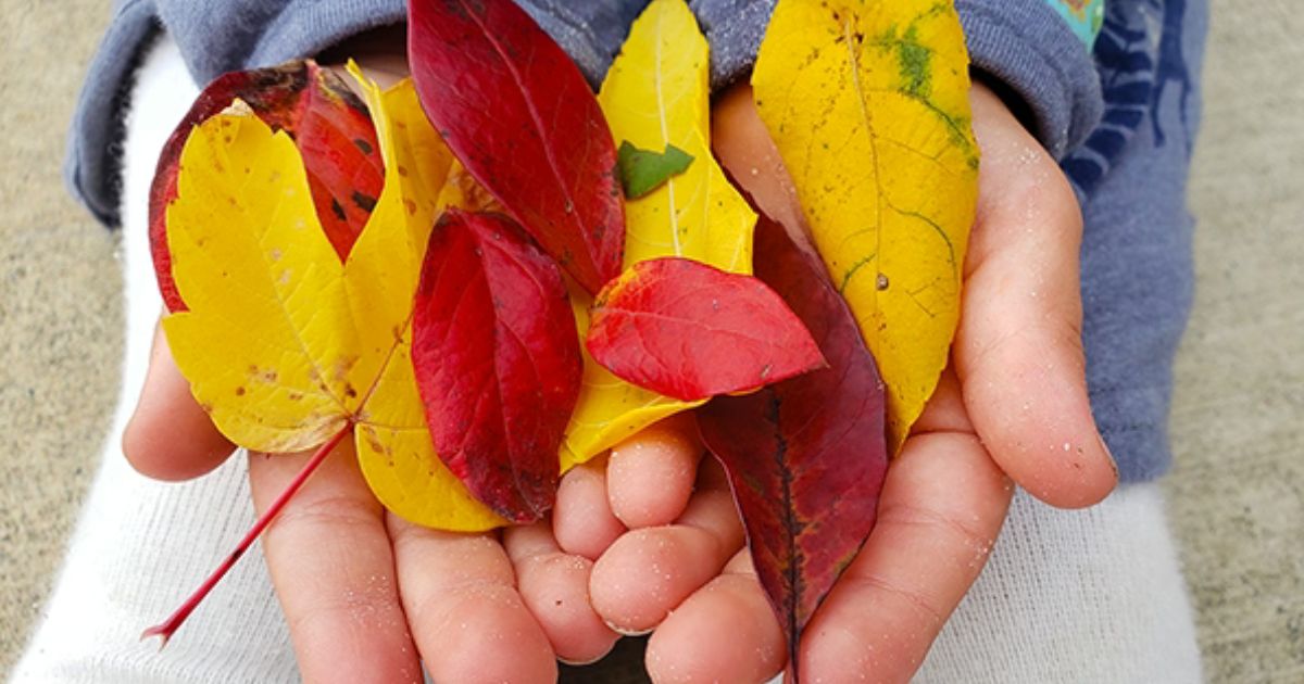 Math: Numbers in Nature and the Kitchen - DKM Homeschool Resource Math: Numbers in Nature and the Kitchen